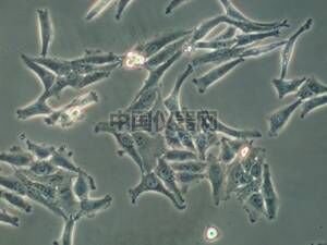 易必迪 ibidi 培養&染色 u-Slide I 圖3.jpg