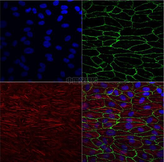 流體剪切力實驗：流體環境下的HUVEC細胞培養，真實還原體內環境