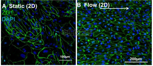 血管內皮細胞模擬體內流體環境