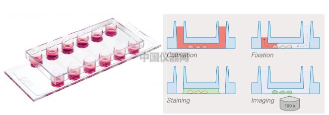 通道載玻片--受牙齦菌感染的Ca9-22細胞中IL-33免疫熒光染色實驗