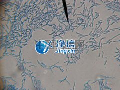 全自動樣品快速研磨儀研磨青霉菌提取線粒體實(shí)驗(yàn)-上海凈信