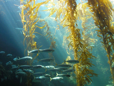 海洋生態(tài)系統(tǒng)