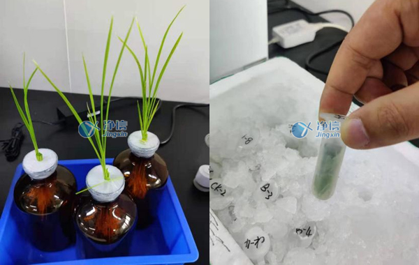 水稻葉片組織和裝管圖