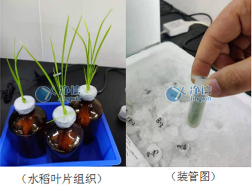 樣品研磨效果圖